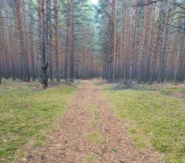 Прирезка лесных участков Кадастровые работы в Пушкино и Пушкинском районе